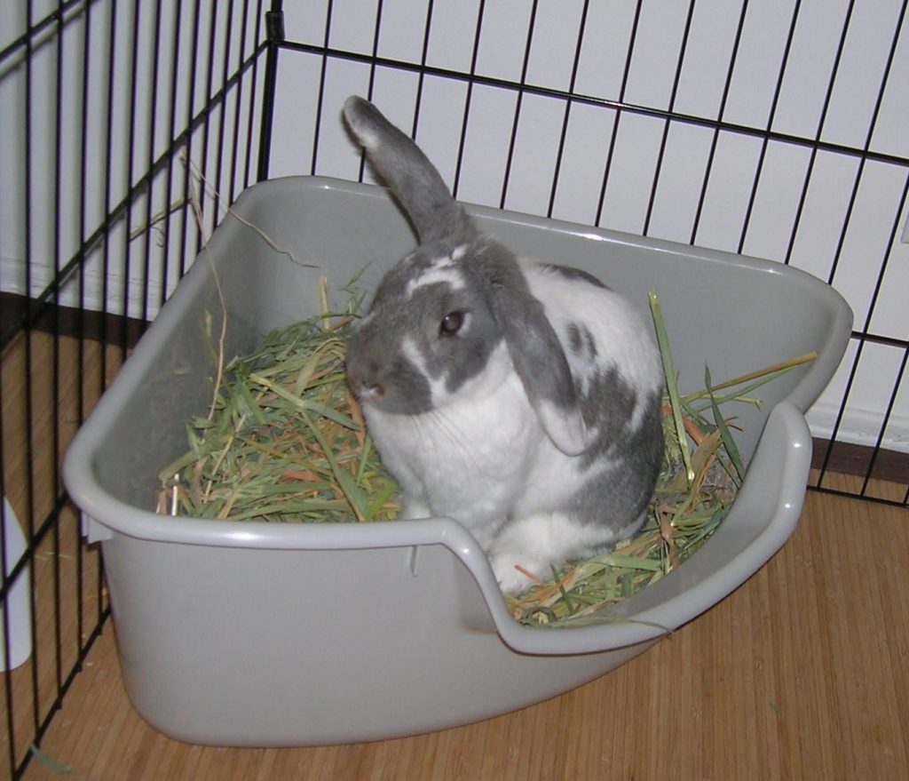 Potty Training A Rabbit In 5 Efficient Steps