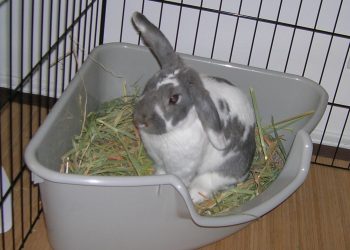 Rabbit Buying Guide For Bunny Lovers