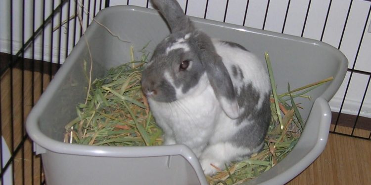 Rabbit Buying Guide For Bunny Lovers