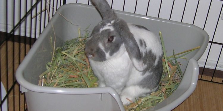 Rabbit Buying Guide For Bunny Lovers