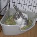 Rabbit Buying Guide For Bunny Lovers Rabbit Buying Guide For Bunny Lovers