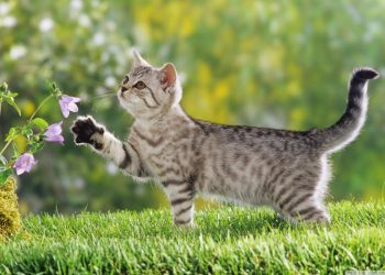 British shorthair cat breed