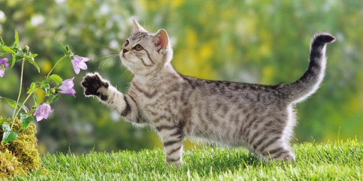 Cat Behavior: What To Do If Your Cat Bites 1