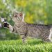 Cat Behavior: What To Do If Your Cat Bites 2