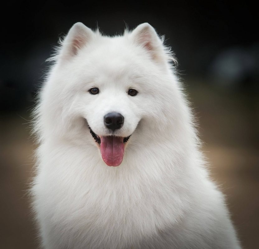 white dog names