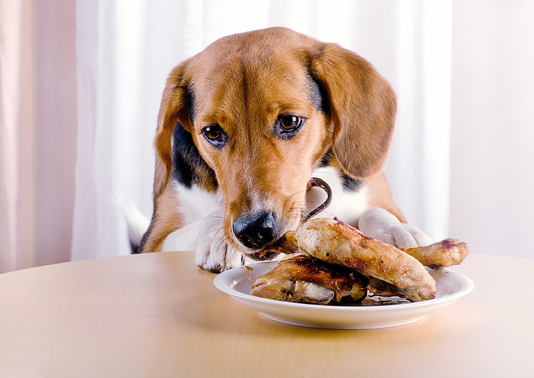 food for the dog