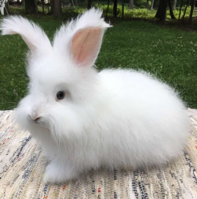 english angora rabbit for sale