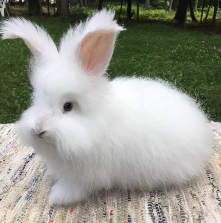 Angora Rabbit History, Origin, Care And Lifespan