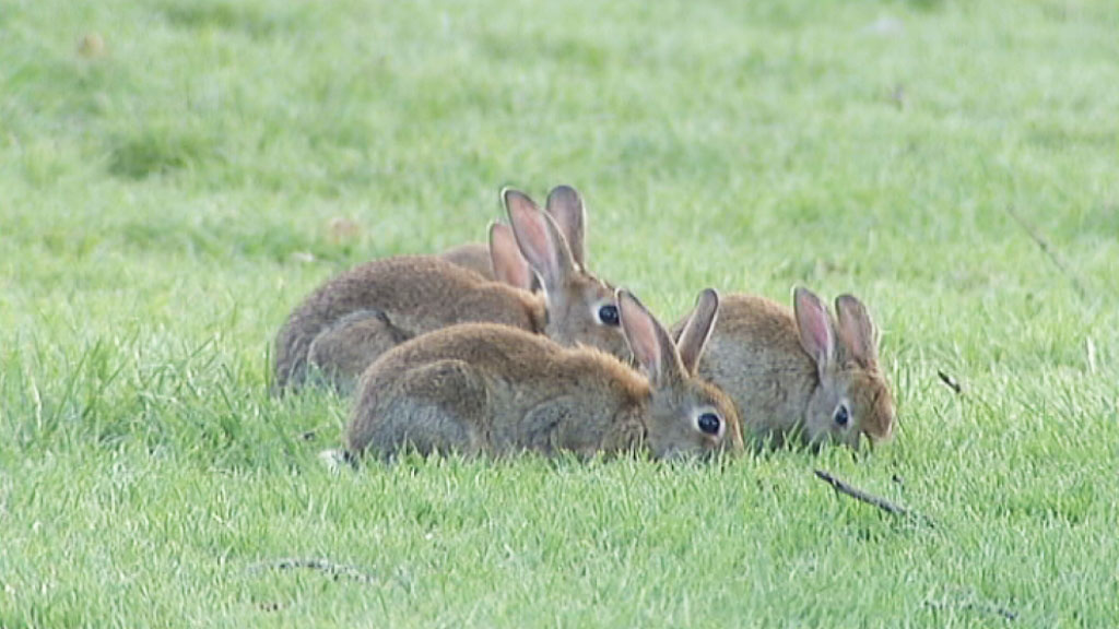  rabbits in warm weather