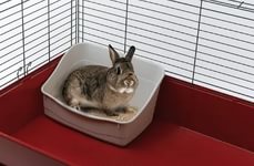 a rabbit