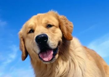 Food For The Dog: Which Is Best?