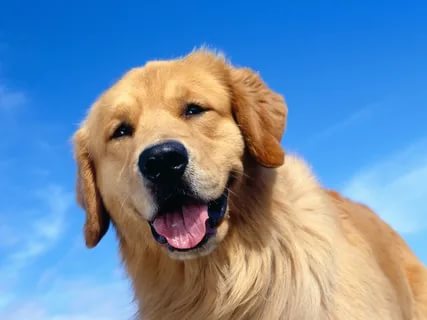 Food For The Dog: Which Is Best?