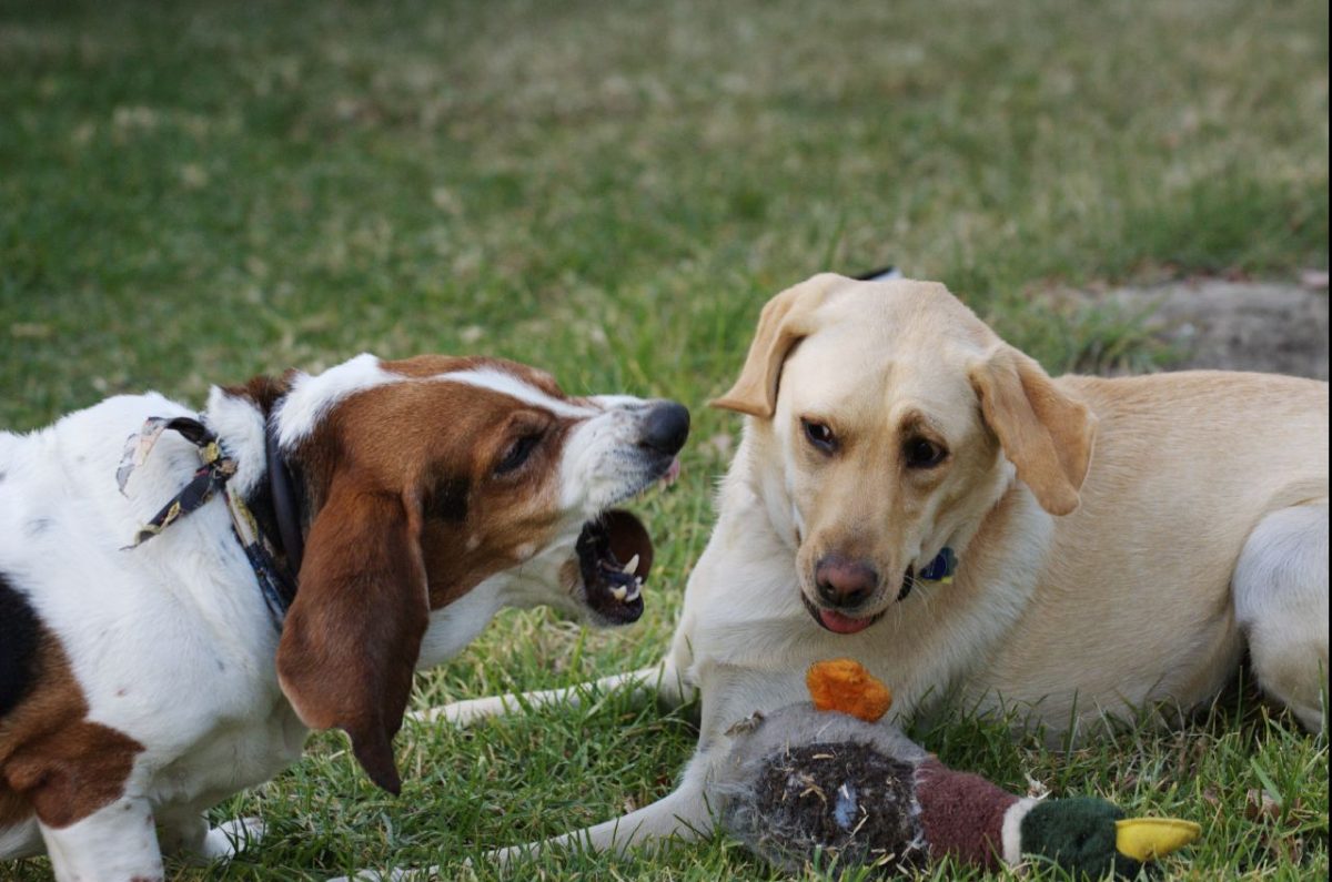 are basset hound puppies aggressive