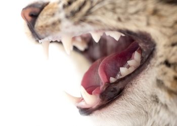 Dental Problems in The Cat teeth