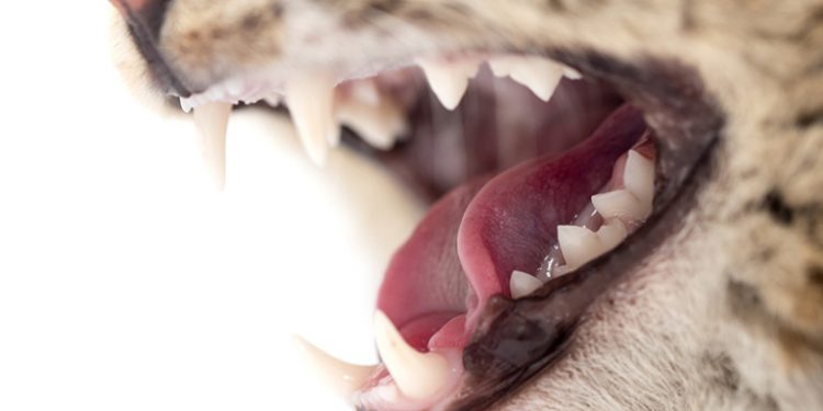 Dental Problems in The Cat teeth