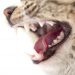 Dental Problems in The Cat teeth Dental Problems in The Cat teeth