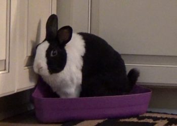 Potty Training A Rabbit In 5 Efficient Steps