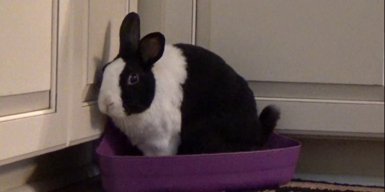 Potty Training A Rabbit In 5 Efficient Steps