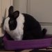 Potty Training A Rabbit In 5 Efficient Steps Potty Training A Rabbit In 5 Efficient Steps