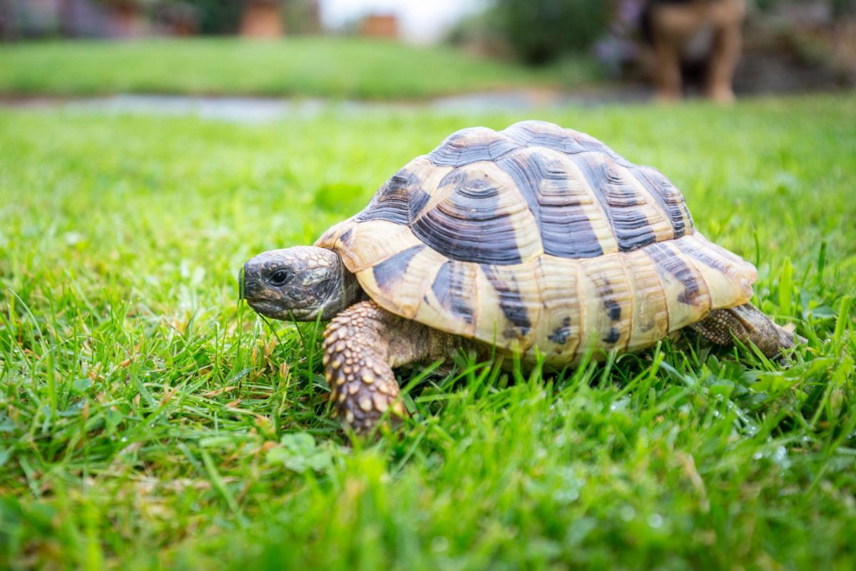 tortoise