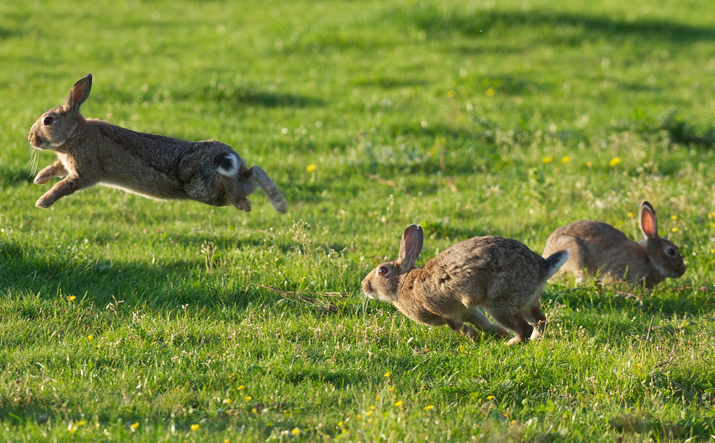 rabbits in warm weather