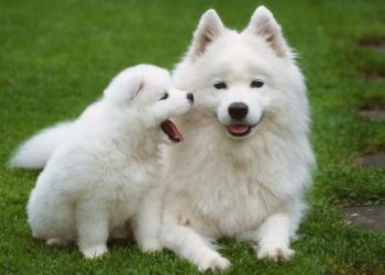 White Dog Names