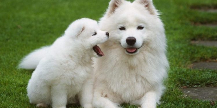 White Dog Names