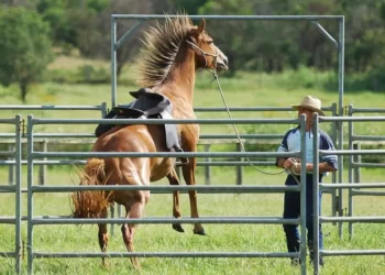 Behavioral Problems in Horses