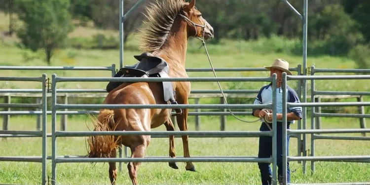 Behavioral Problems in Horses