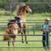 Behavioral Problems in Horses Behavioral Problems in Horses