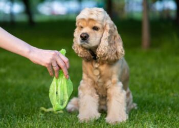 Best Dog Poop Bags