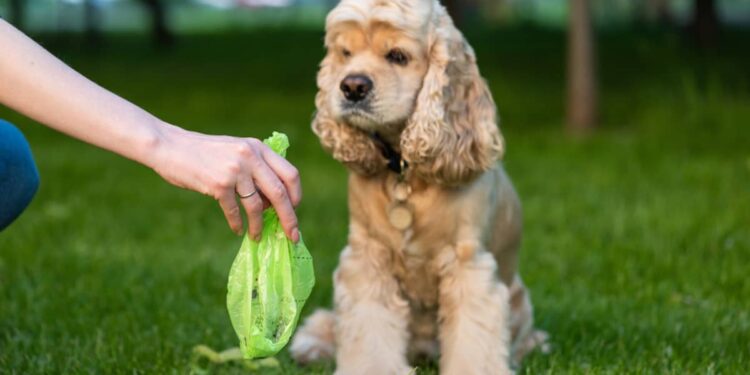 Best Dog Poop Bags