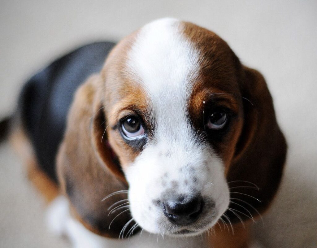 Microphthalmia Puppy
