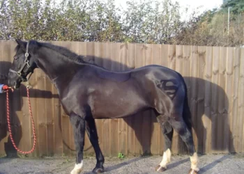 best horse clippers for body clipping