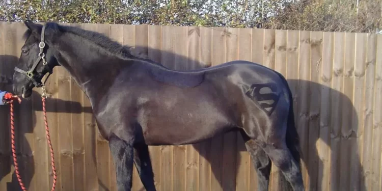 best horse clippers for body clipping