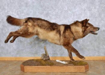 how much does it cost to taxidermy a dog