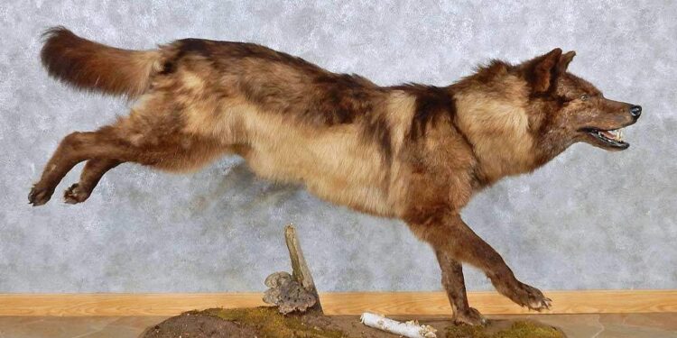 how much does it cost to taxidermy a dog