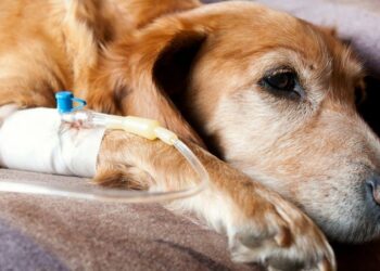 microphthalmia in dogs