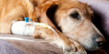 microphthalmia in dogs