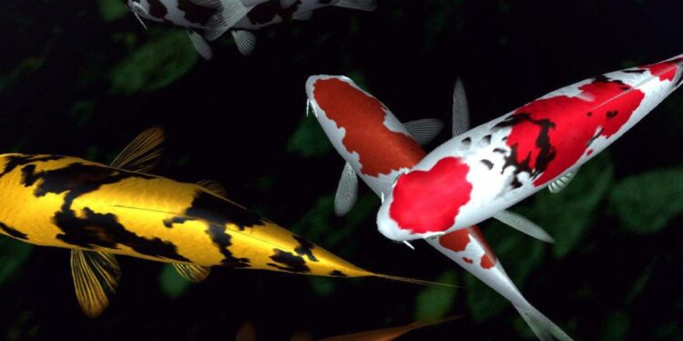 Koi Flukes
