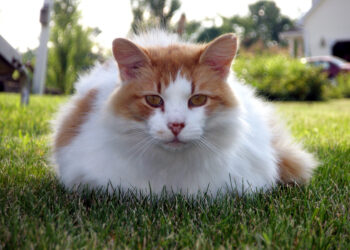 Turkish van cat breed