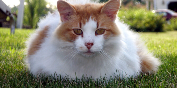 Turkish van cat breed