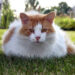 Types Of Cat Breeds Turkish van cat breed