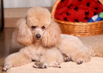 are poodles expensive