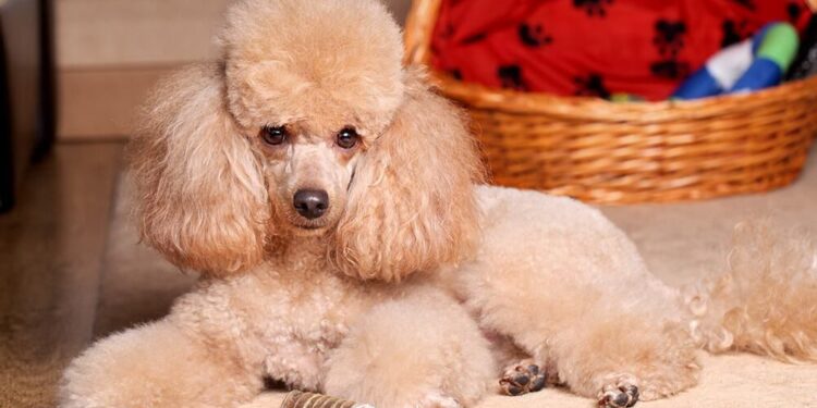 are poodles expensive