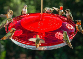 hummingbird feeders amazon