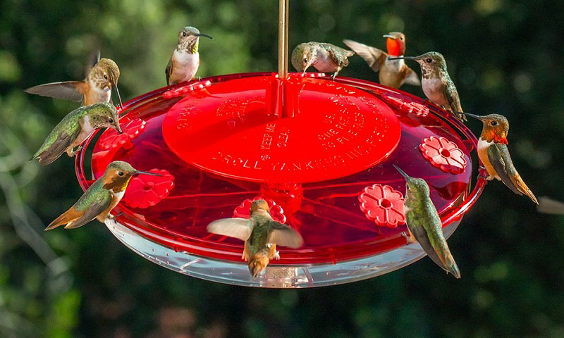 7 Best Hummingbird Feeders Amazon hummingbird feeders amazon