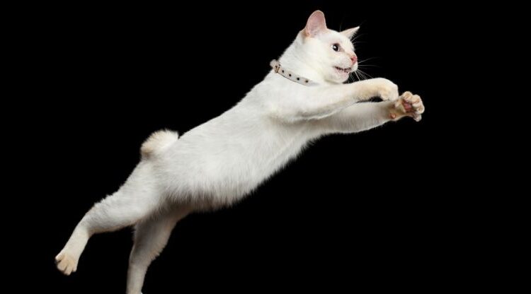 Top 10 Most Athletic Cat Breeds Japanese Bobtail Cat Breed