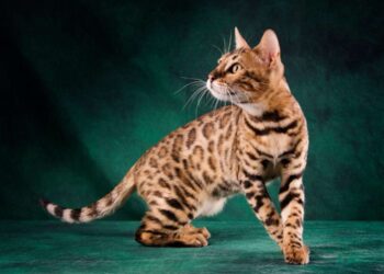 Top 10 Most Athletic Cat Breeds