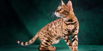Top 10 Most Athletic Cat Breeds